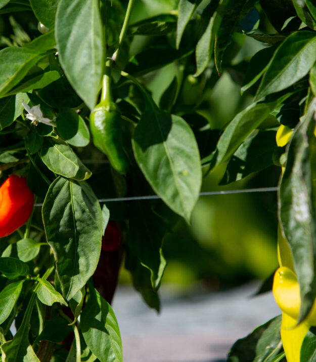 Morrison Healthcare Carbon Footprint