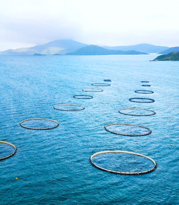 Sourcing Sustainable Fish